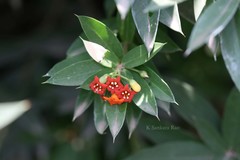 Jacquinia ruscifolia